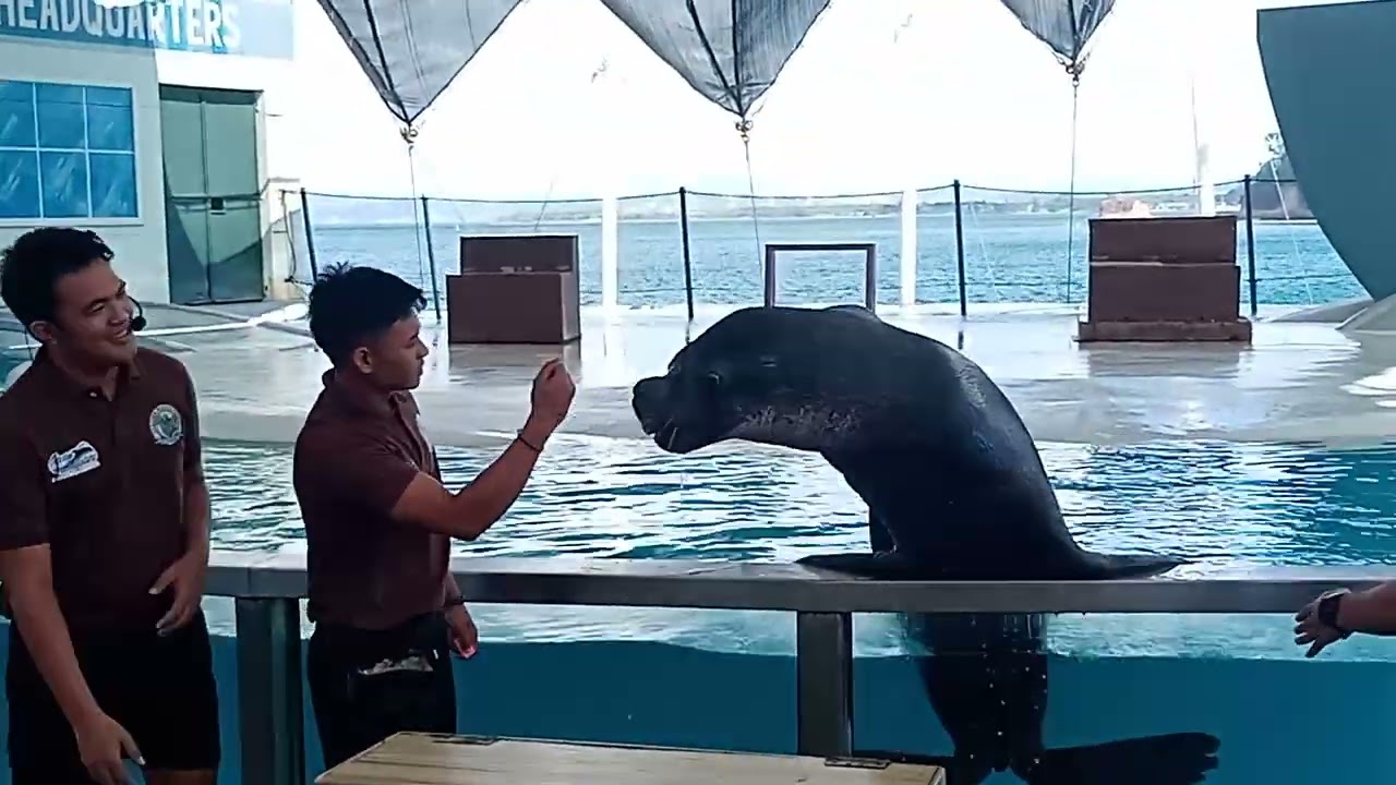 Sea Lion #mamablogger #It'smamasexy #mamaabby