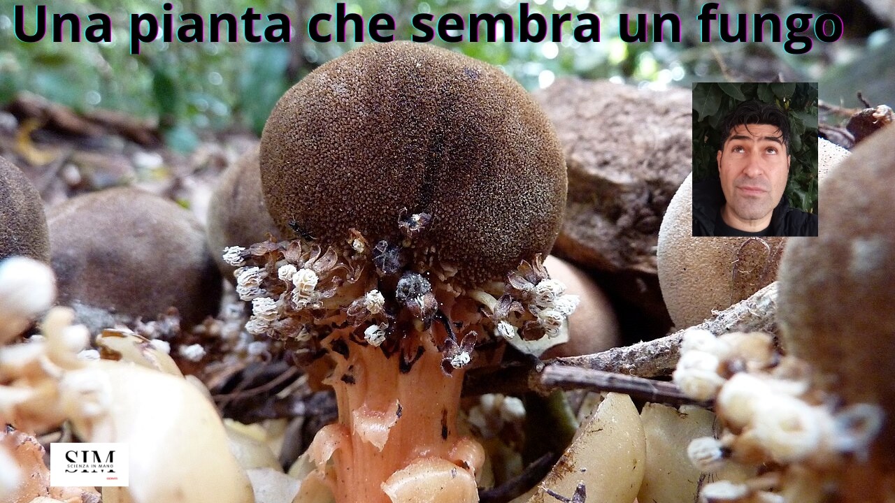 La pianta che sembra un fungo