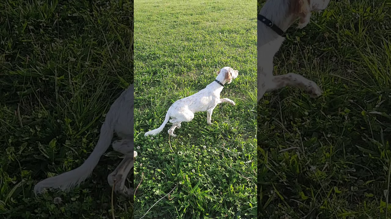 CHASSE ENTRAÎNEMENT SUR PERDREAUX CHIOT SETTER LEMON 4MOIS ET DEMI. MAGNIFIQUE VIDÉO