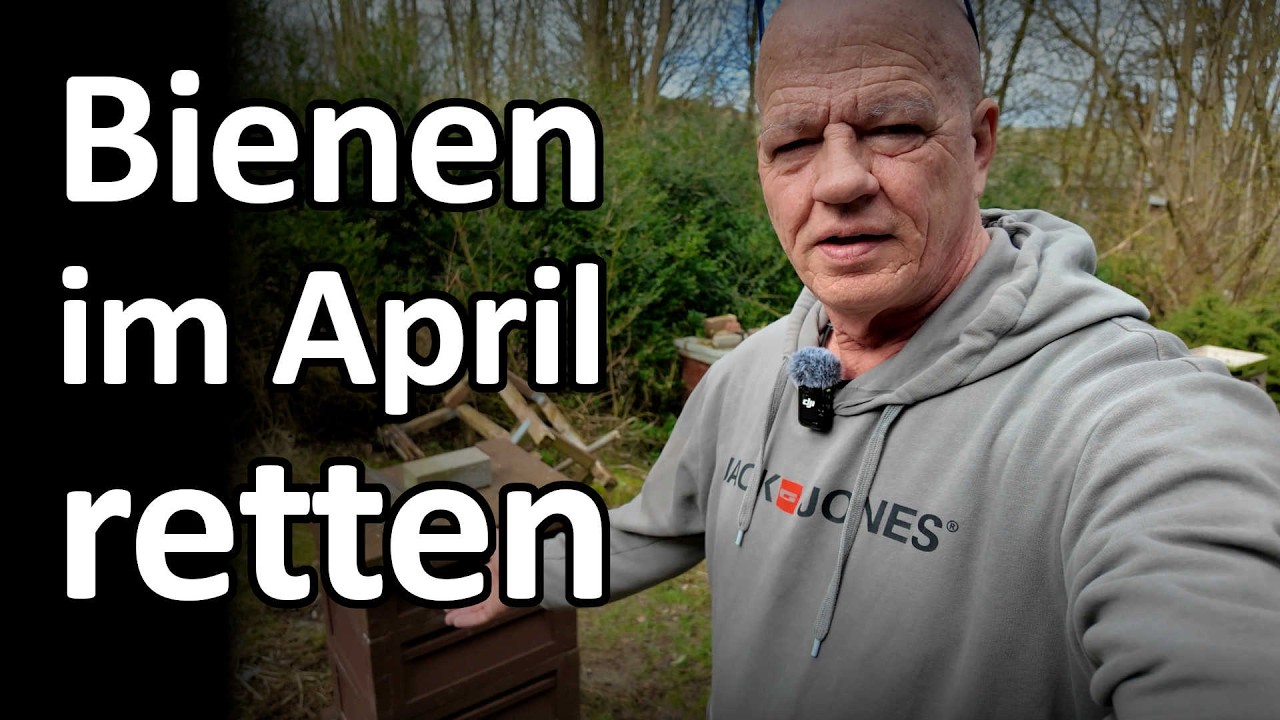1. April Bienen: Gelbe Fremdbienen retten - Wal retten - Dunkle Biene ist angepasst