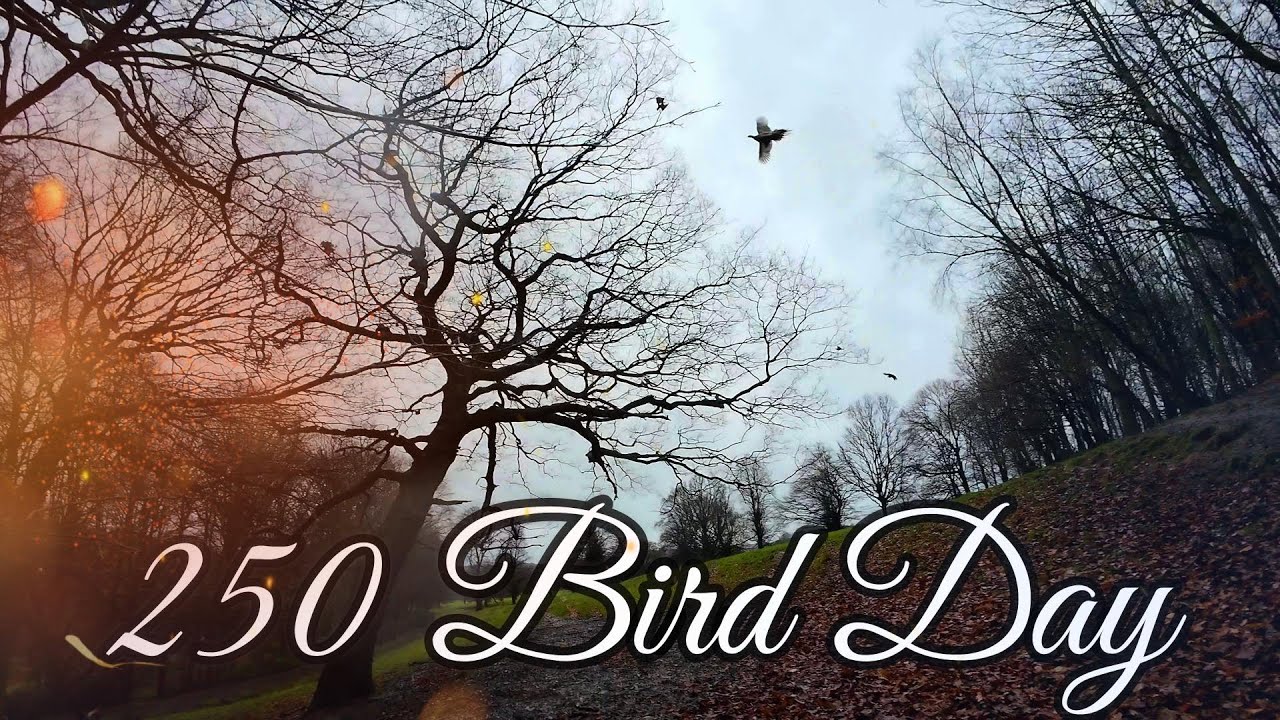 EXPERIENCE a 250 bird shoot day from the beaters line! - Pheasant Shooting