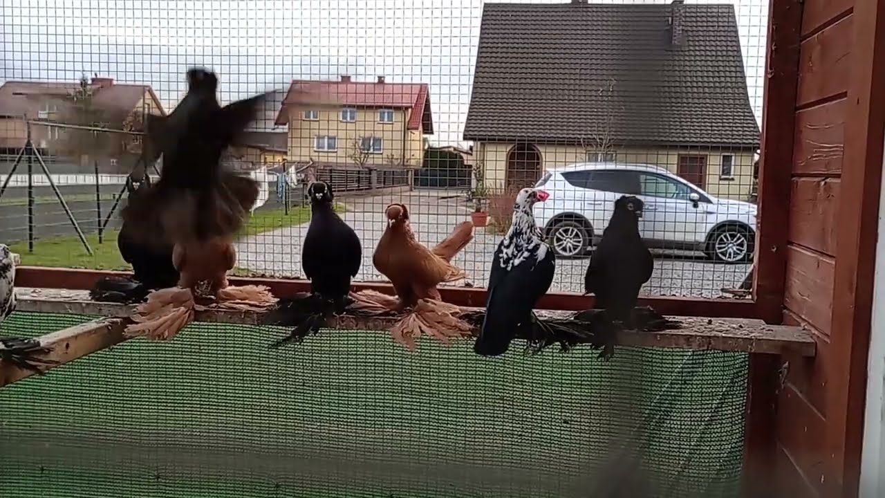 Sobotnie sprzątanie i karmienie gołębi. Uwielbiam jak mam czysto w gołębniku 😉