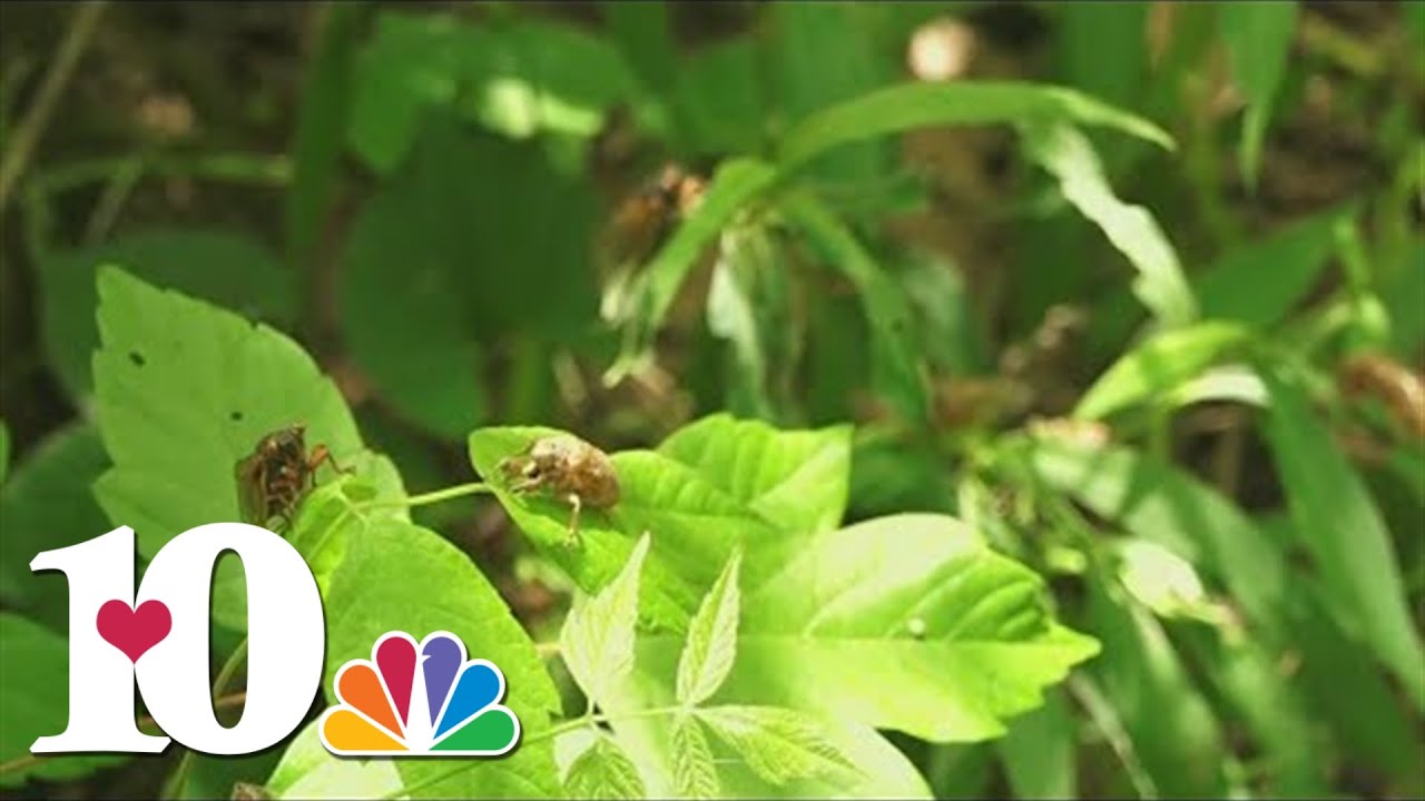 'Periodical' brood of cicadas to reemerge after 13 years in some parts of East Tennessee