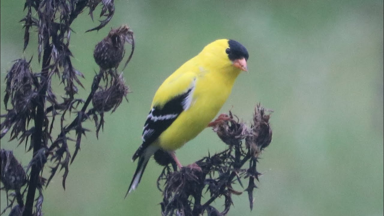 American goldfinch & field thistle - 04/30/25 Hickory County MO.  Music: Mysteries by Dan Lebowitz