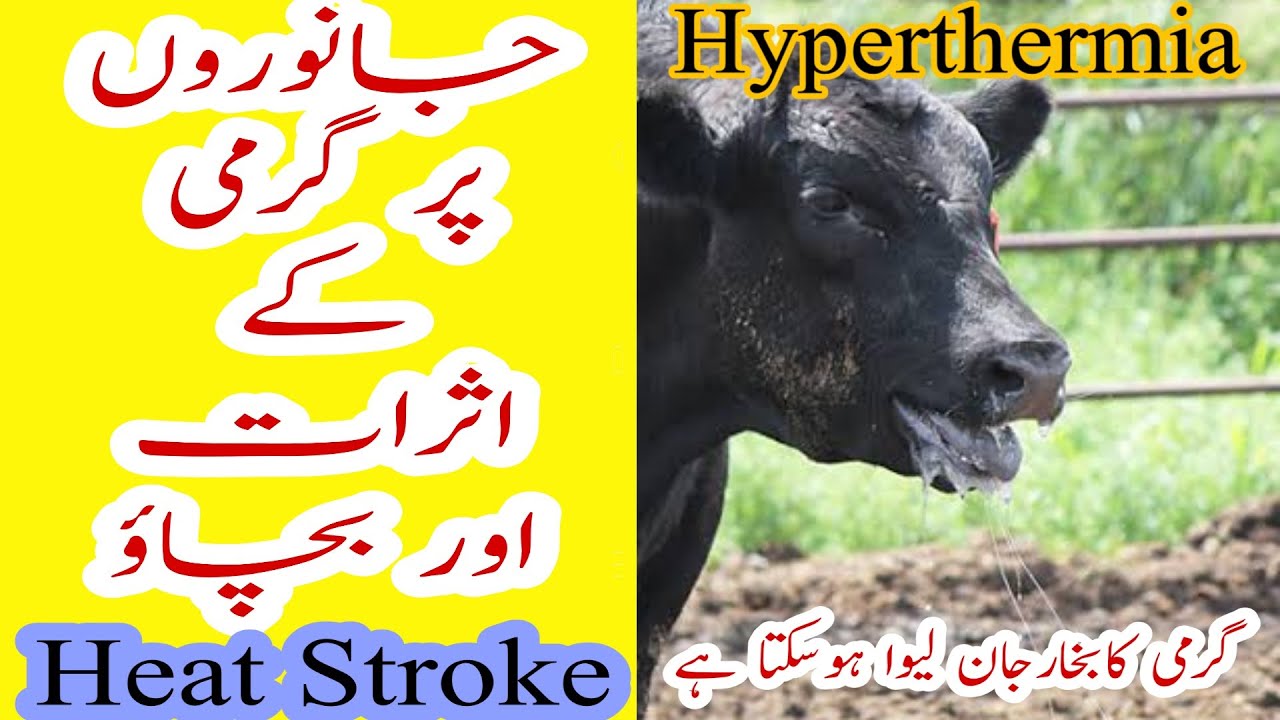 How To Treat And Manage Heat Stress In Cattle گائے اور بھینسوں کا گرمیوں میں ہانپنا،شافی علاج