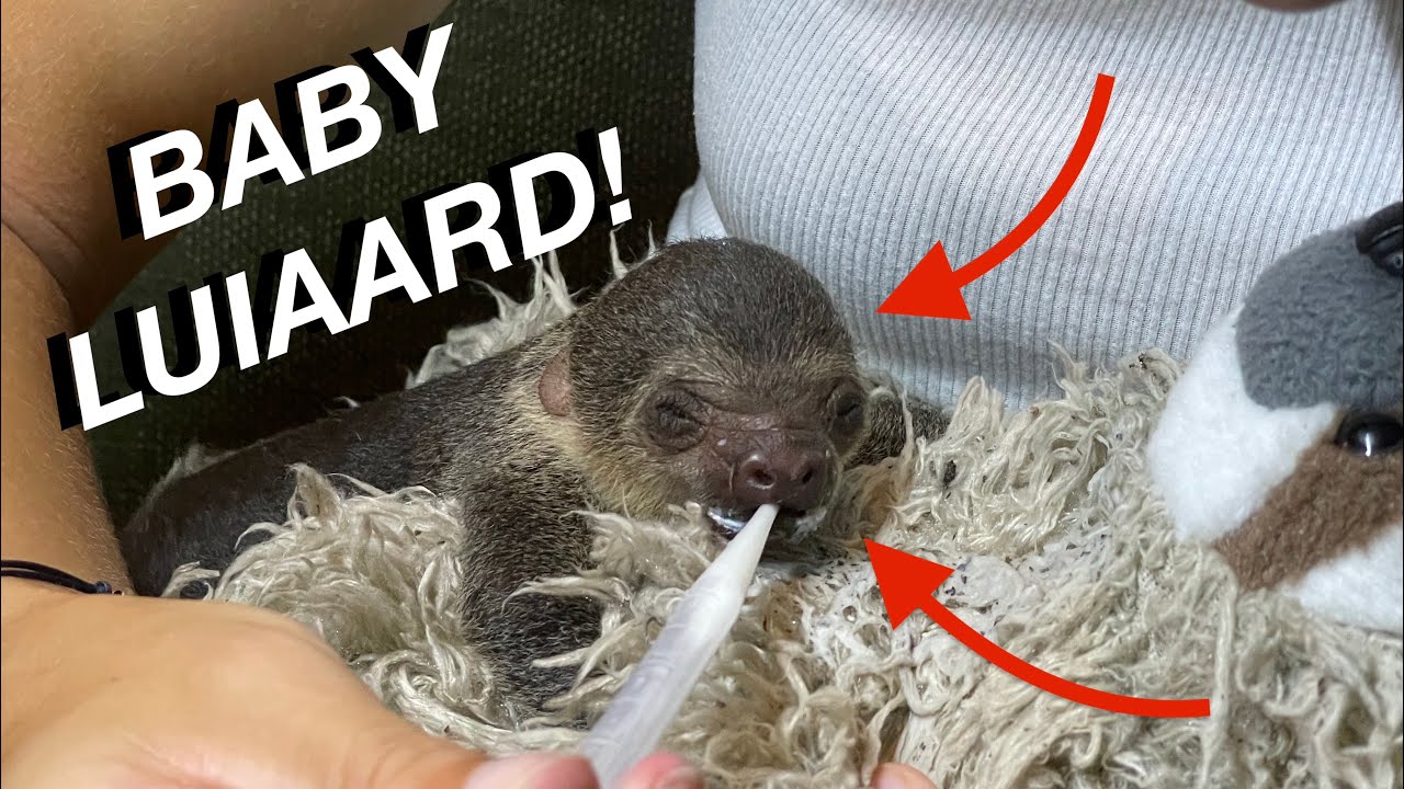 Suriname 2022 | VLOG #49, #50 en #51 | We vangen een BABY LUIAARD op en voeden hem!