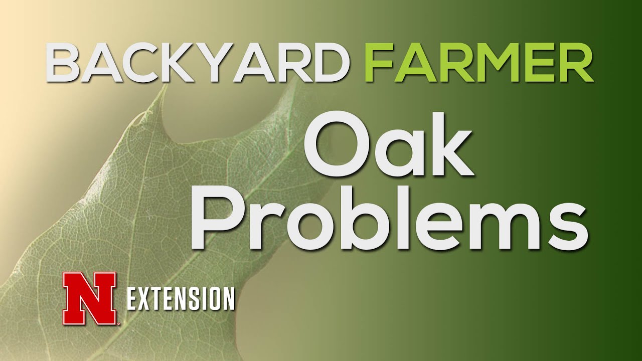 Oak Problems