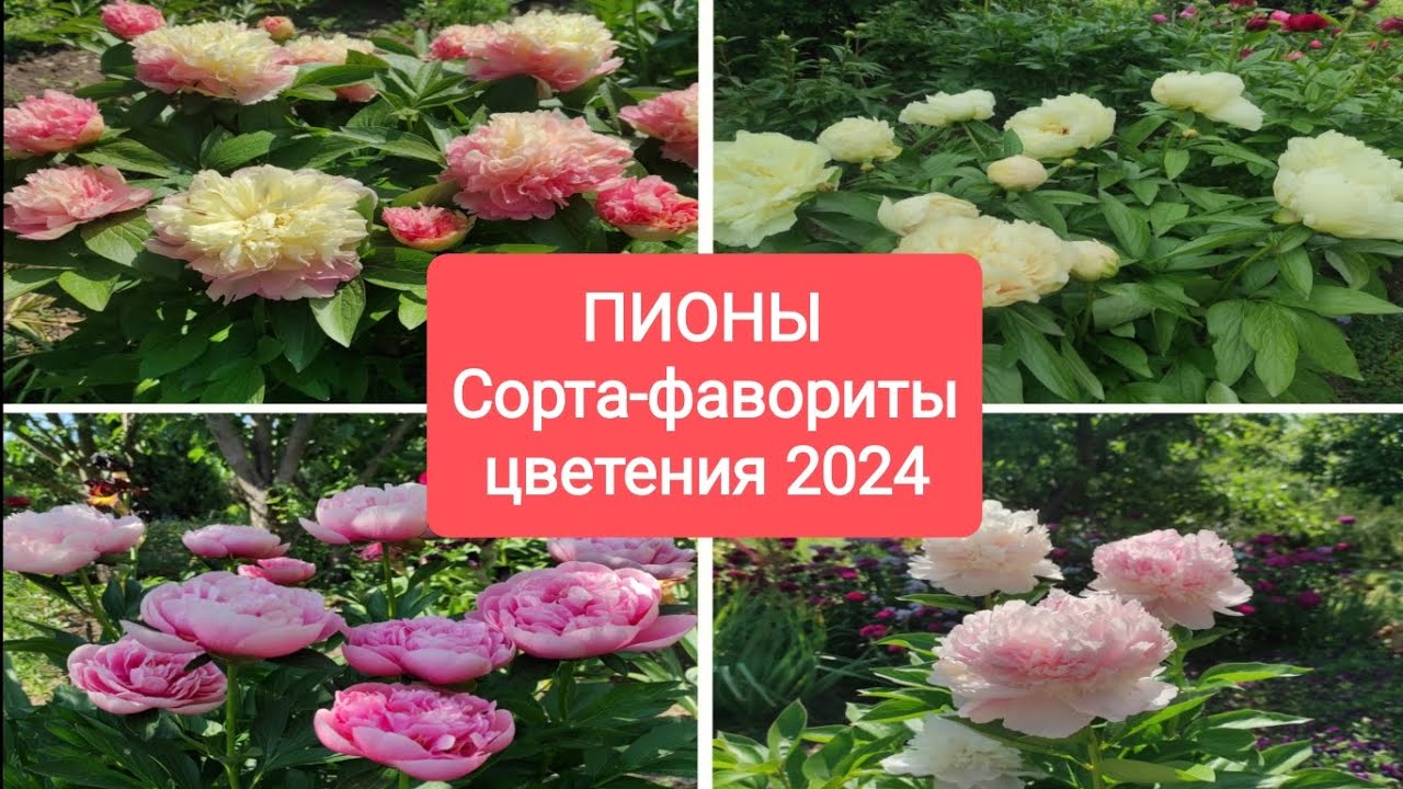ПИОНЫ.Сорта - фавориты цветения 2024года.