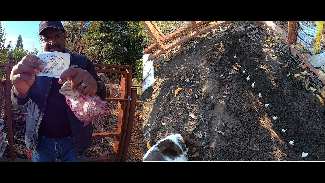 Planting Garlic for 2025!