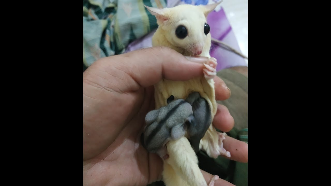 MOMENT BAYI SUGAR GLIDER PERTAMA MELIHAT DUNIA