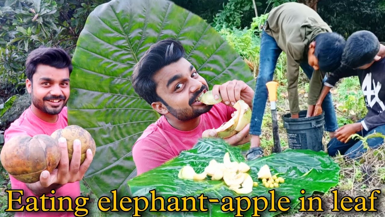 Eating local Elephant-Apple fruit in leaf
