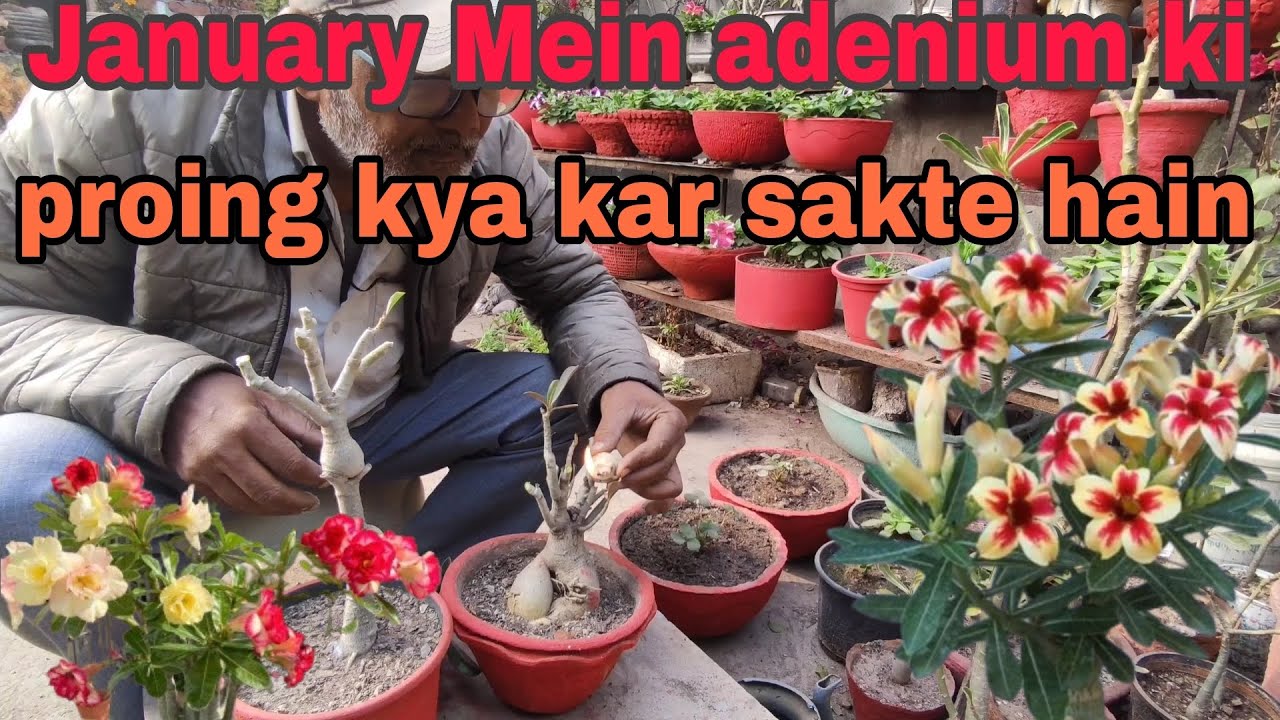 January Mein adenium ki pruning kya kar sakte hain