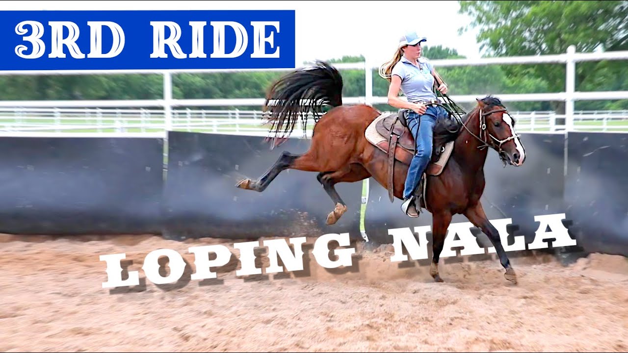 Loping - Fixing a horse that kicks out | Colt starting Series - Nala's Journey Part 8
