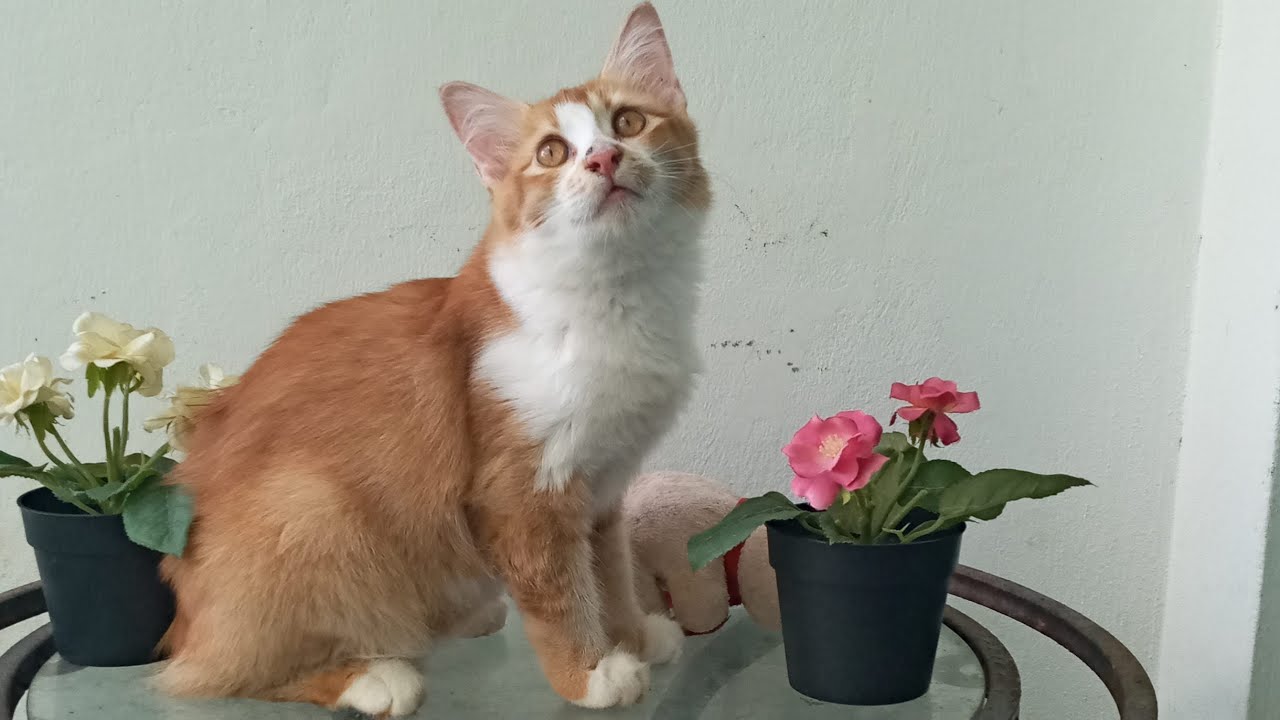 Time Machine Cats !!!! Longest Daily Cat's Story