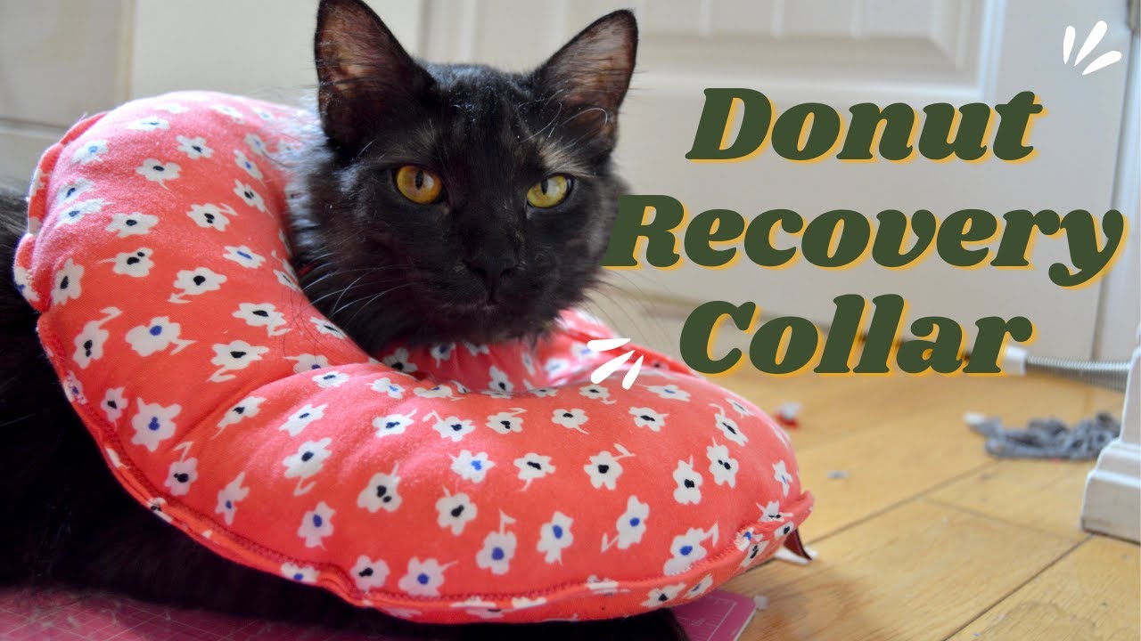 Comfy donut recovery collar/pet cone alternative tutorial!