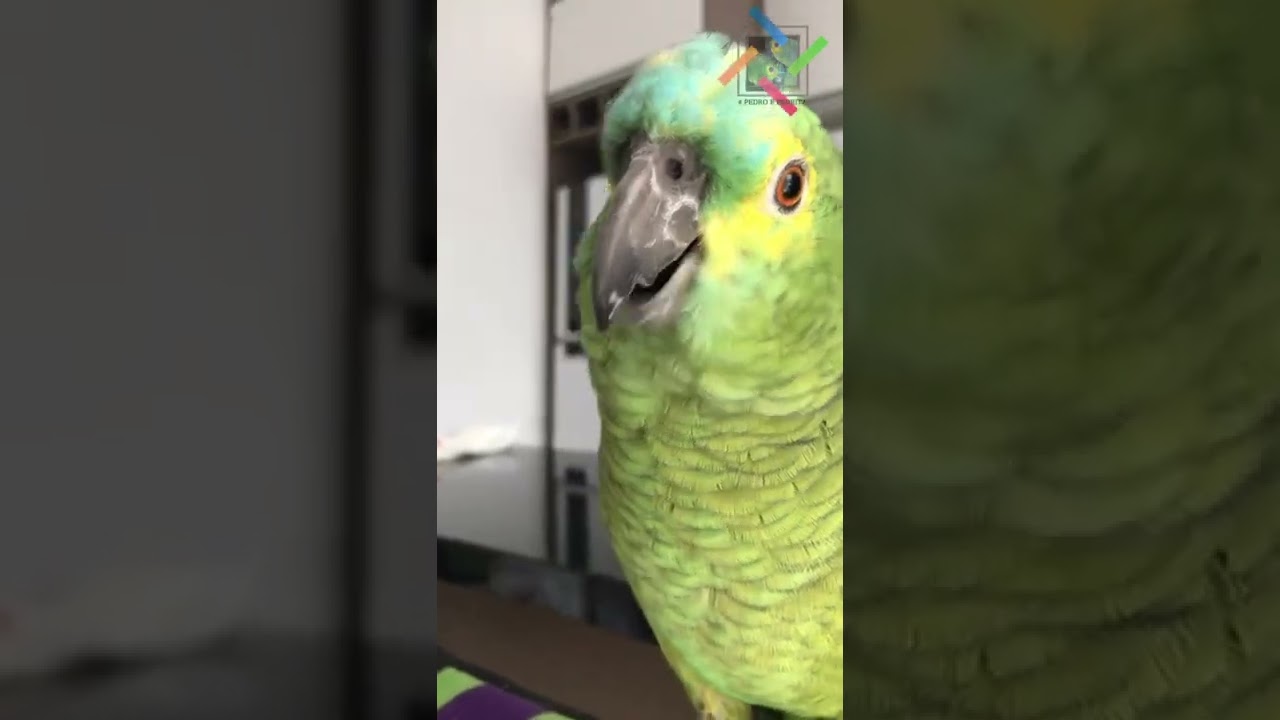 Fala comigo beb&ecirc;  papagaios falantes dando oi para mam&atilde;e