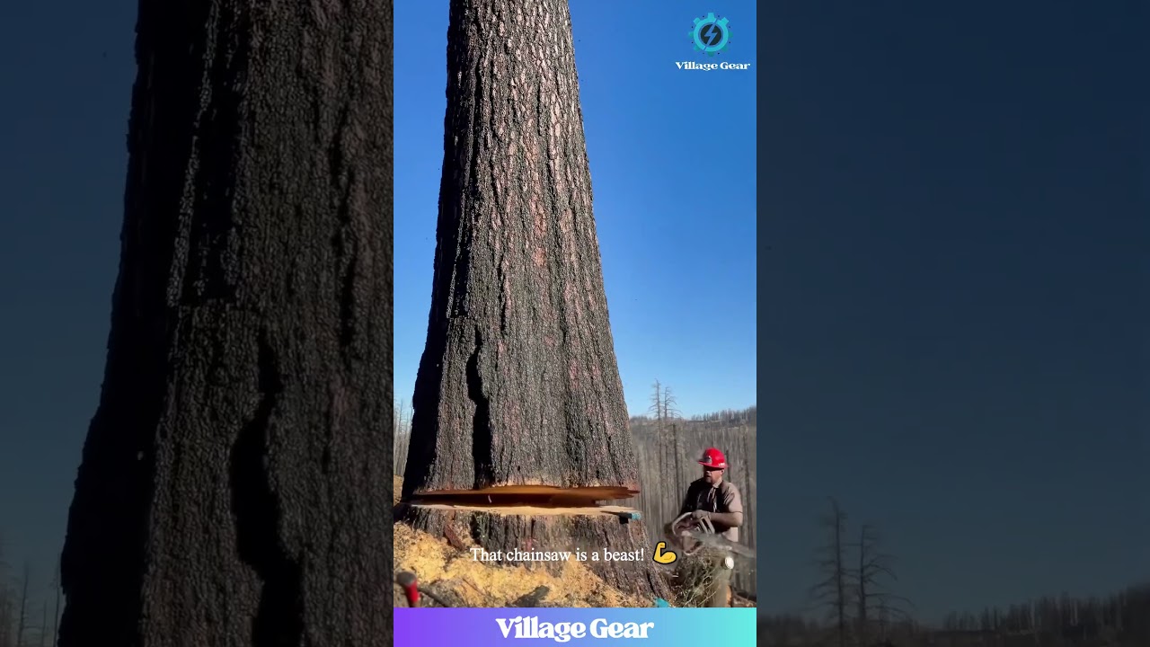 Lumberjack Life: Taking Down GIANTS! 🌲That Final Crash is EPIC! #lumberjacklife #treefelling #power