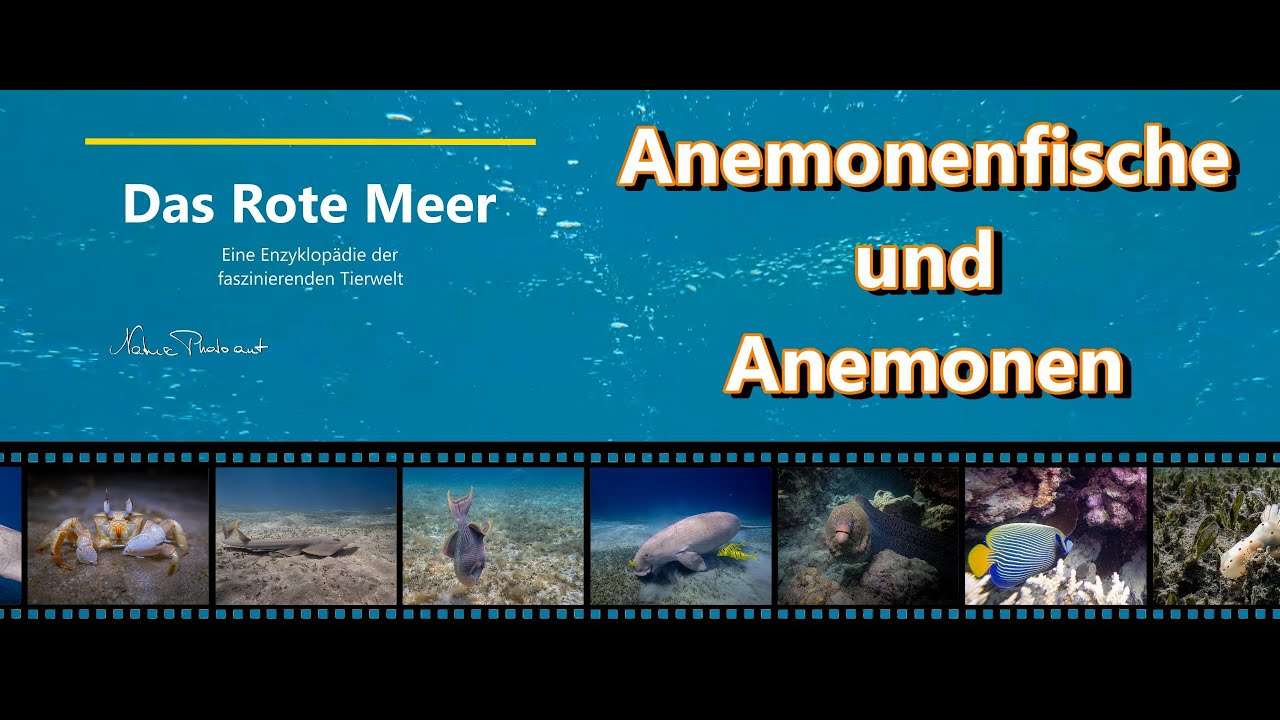 Das Rote Meer - eine Enzyklop&auml;die der faszinierenden Tierwelt - Der Anemonenfisch und seine Anemone
