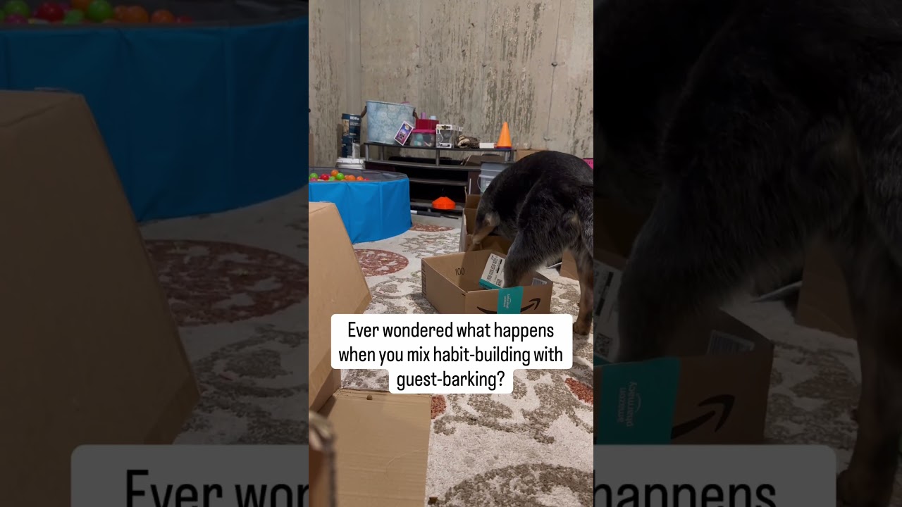 It turns out, guest barking doesn&rsquo;t stop with &ldquo;sit&rdquo; or &ldquo;stay.&rdquo;