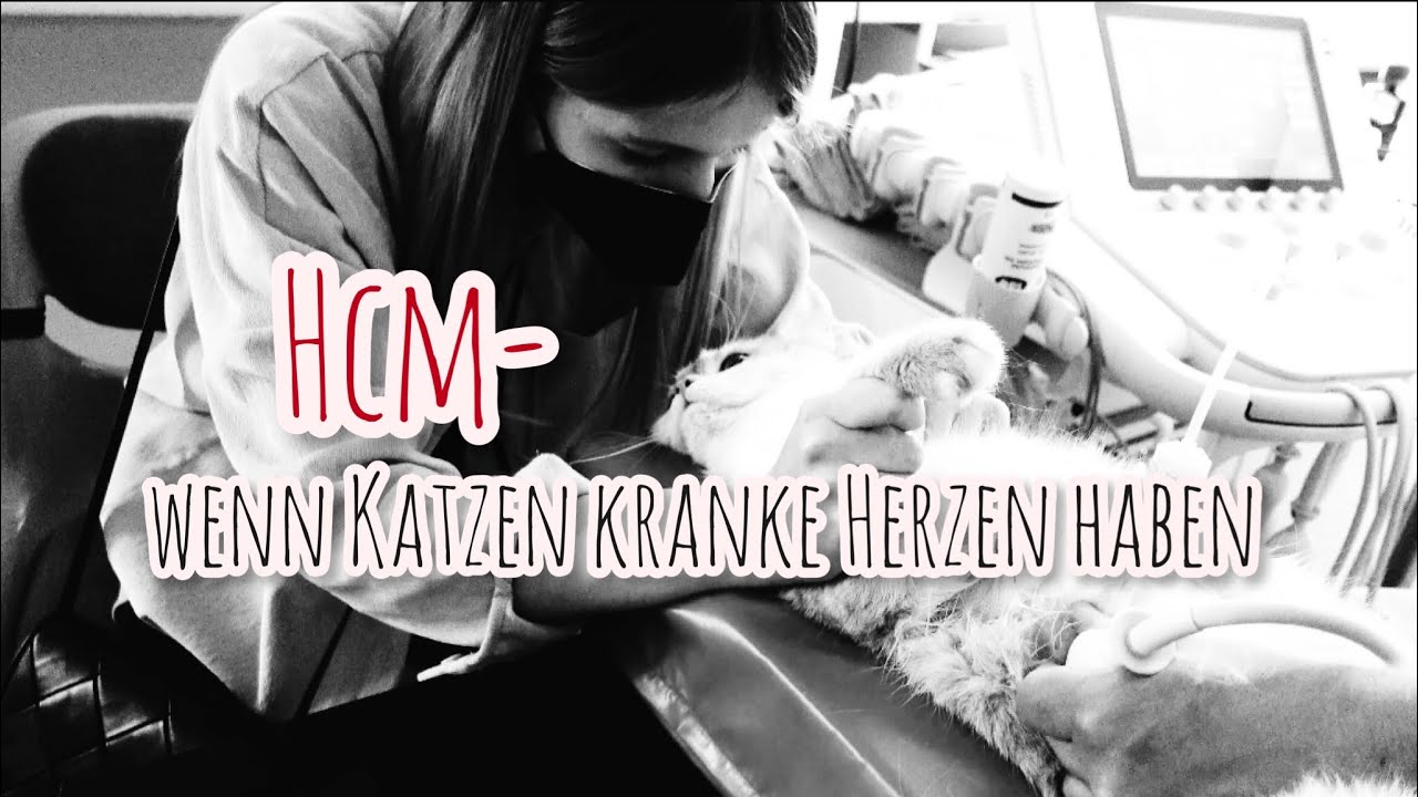 HCM- wenn Katzen kranke Herzen haben 💔 | sinascolorcats