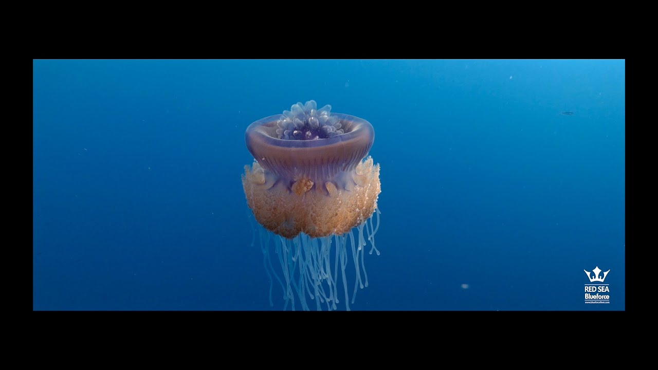 Numidia, Aida and Salem wrecks, EBS trip #8 (2021)