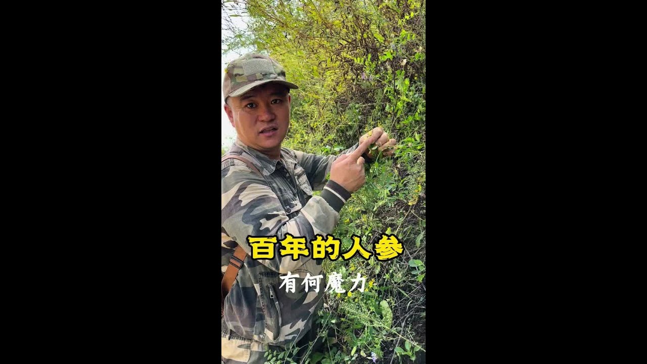 百年人参有何魅力，成就一方霸主！！#记录大山里的农村生活 #大自然的馈赠