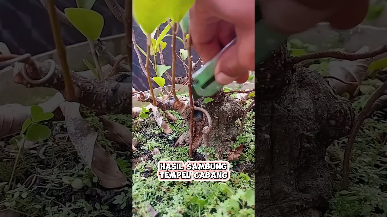 proses dan hasil sambung tempel cabang bonsai beringin #bonsaiinspiration #bonsaitree #ficusplant