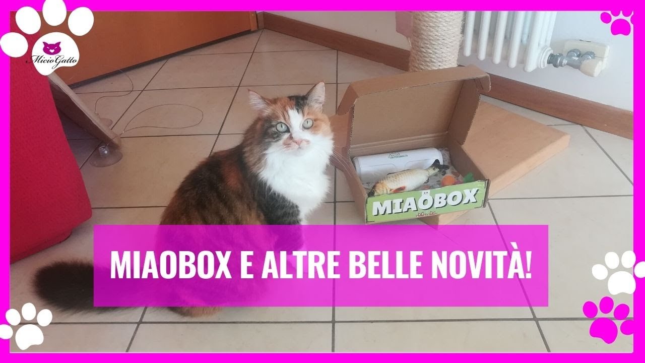 Le ultime novit&agrave; miciose: MiaoBox, prodotti e anticipazioni di MicioGatto!