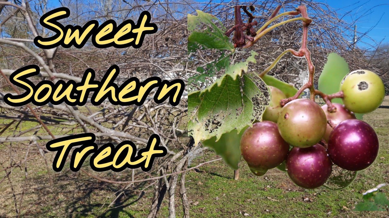 All About MUSCADINES!