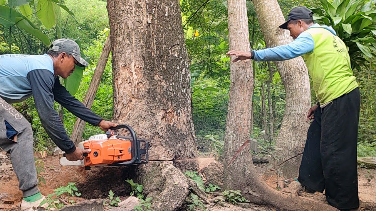 STIHL ms 881 !! Cut down 2 trees quickly and easily.