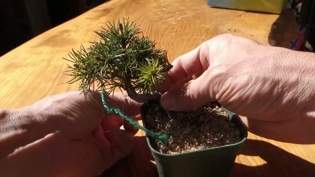 畑で育てる実生五葉松（2022年実生）【選抜ミニ素材】  ♯709