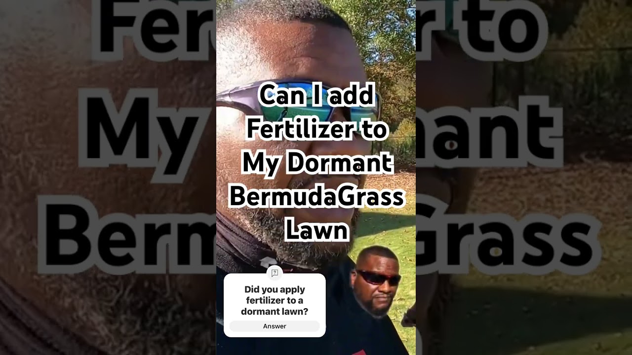 Can I apply fertilizer to a Dormant Bermuda Grass Lawn?