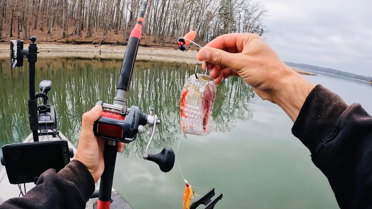 REVOLUTIONARY New Catfish Rig Catches Fish