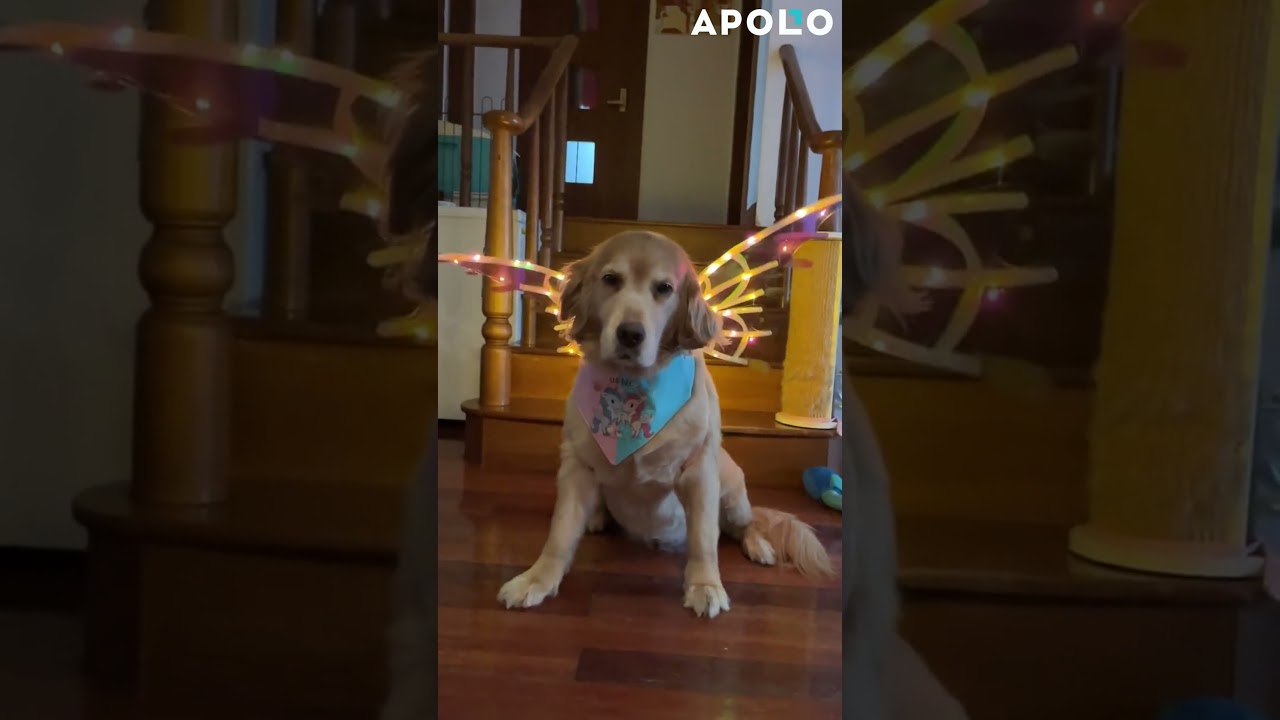 Electric Luminous Butterfly Wings#apollobox #butterfly #wings #toys #glow #iridescent