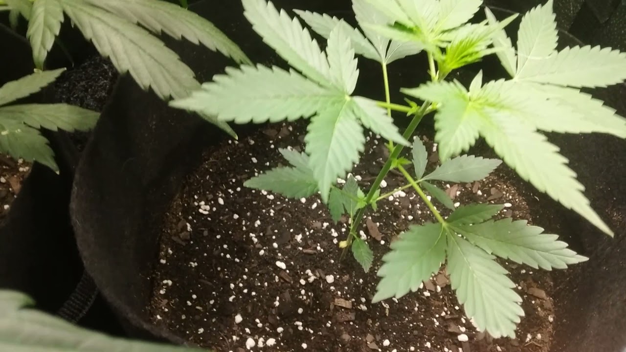Wedding Cake & Girl Scout Cookies 🌿 FFOF Organic Grow 🌿 TS-600 🌿 i49, Wk.3-Flower