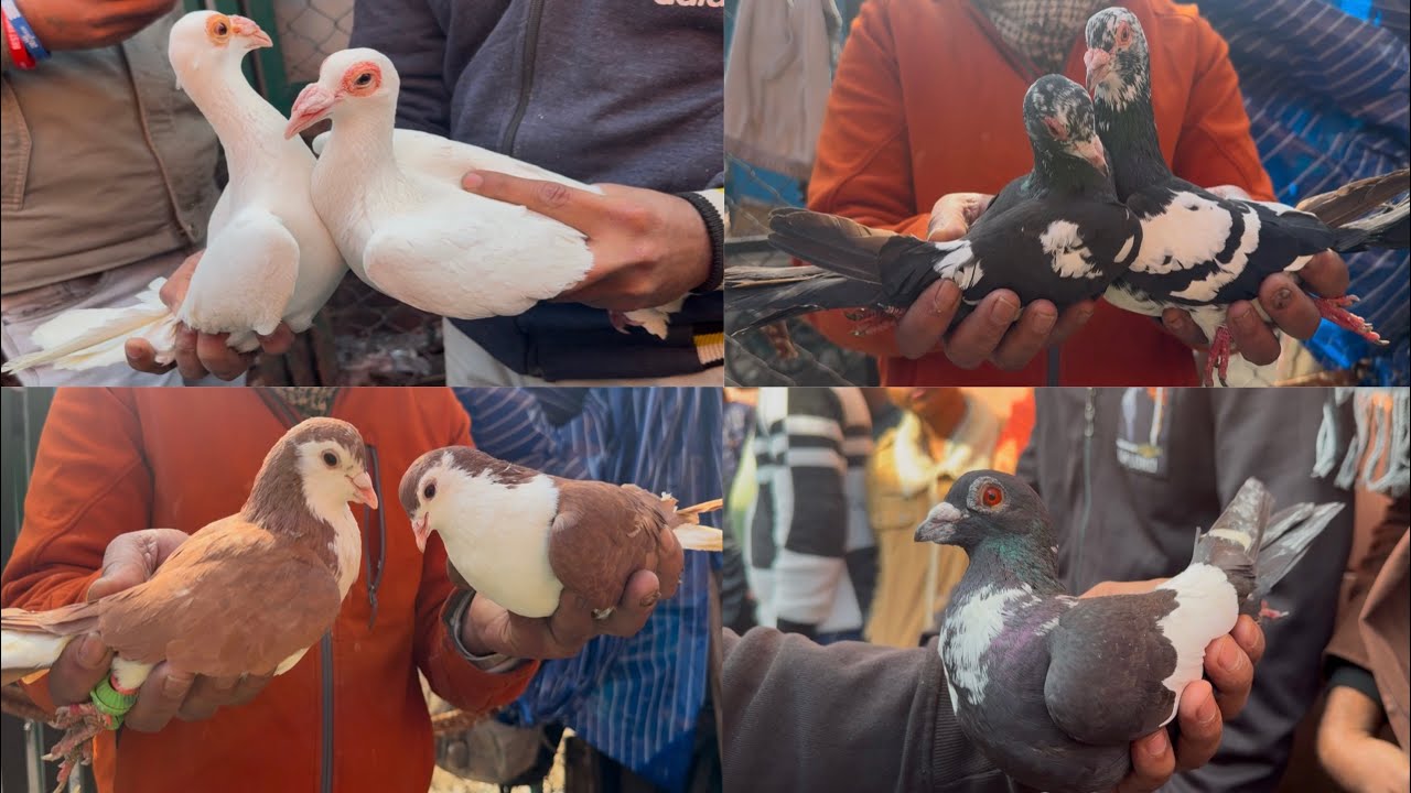 jama masjid kabutar market Delhi pigeon market gole kabootar madrasi fancy