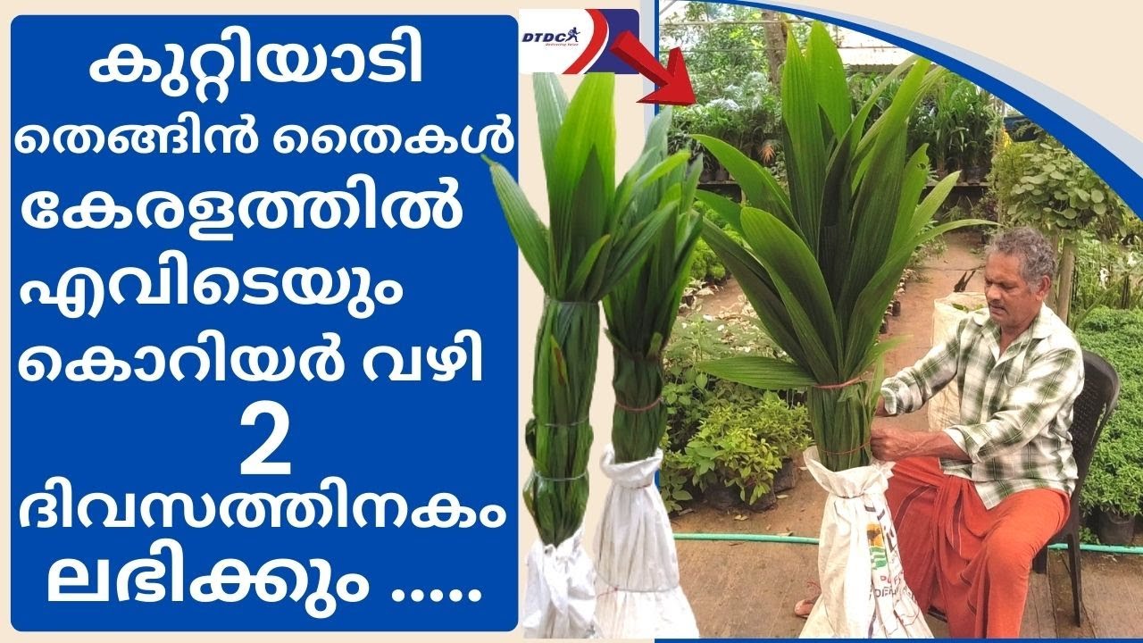 കുറ്റിയാടി തെങ്ങിൻ തൈകൾ ഇനി കേരളത്തിൽ എവിടെയും ലഭിക്കും |Kuttiadi Coconut Tree Speed Courier ...