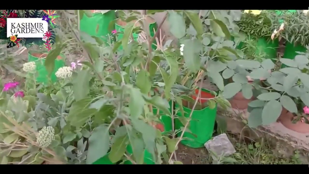 Ep: 102.   Tulsi Ji Plant k seeds kaisay  collect karay   ( in kashmiri )