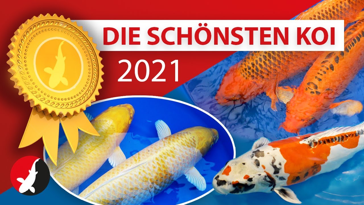 Die schönsten Koi 2021 - Rundgang durch die Fischhallen der Koi-Breeder AG!