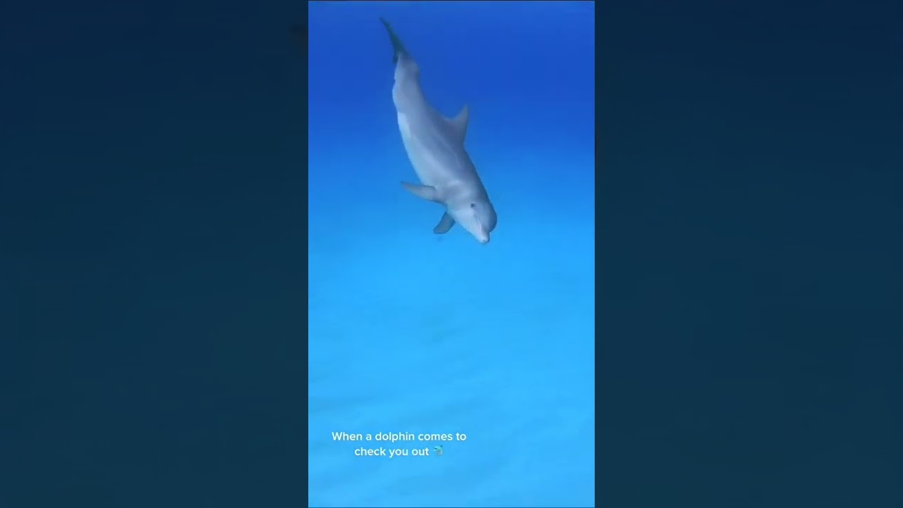 Дельфин