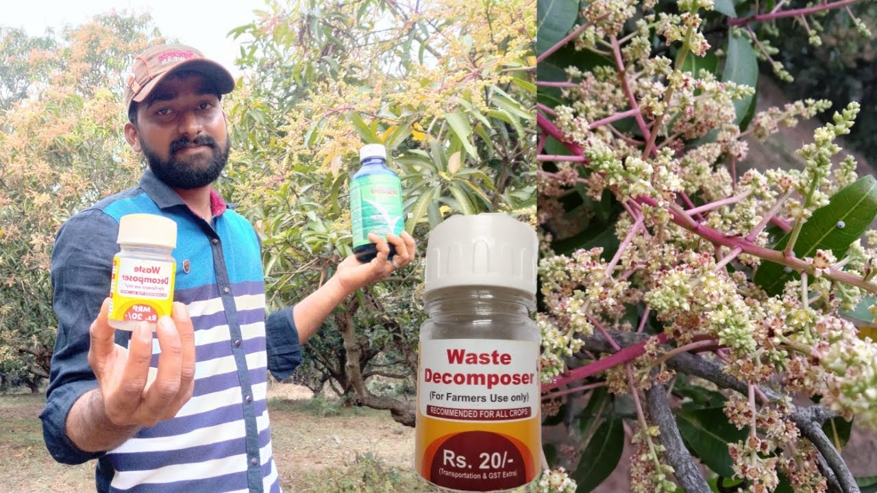 WasteDecomposer మా మామిడి తోట చూడండి ,Mango in flowering stage (mega cyper) ||multi wisdom
