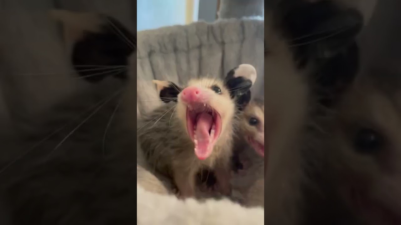 When you in someone&rsquo;s personal space! #opossums #opossum #possum #wildlife #trashtalk