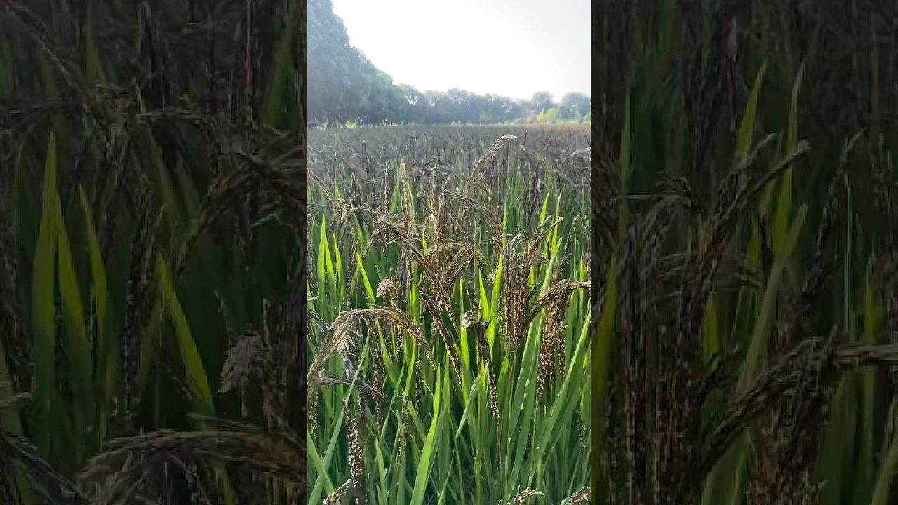 Kala Namak Rice field 🌾 #kalanamak #rice #ricefield #blackrice #paddy #trending #shorts #viral #yt