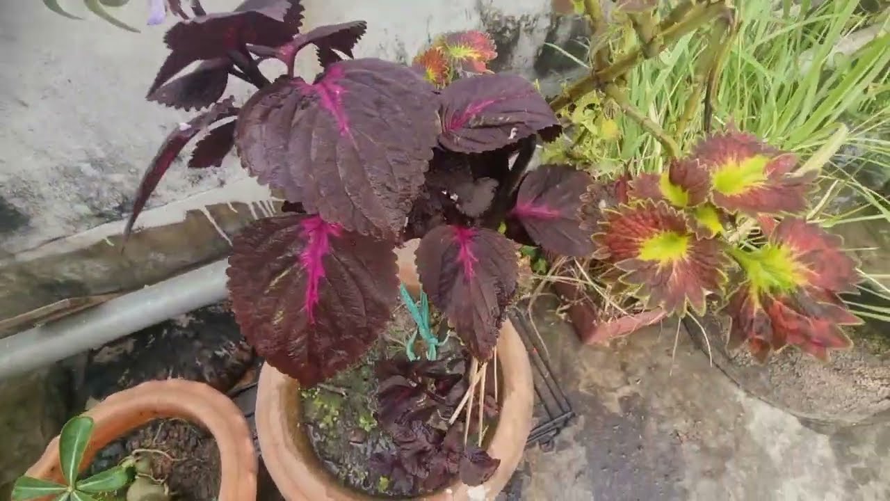 Afrin ruftop gardening 
