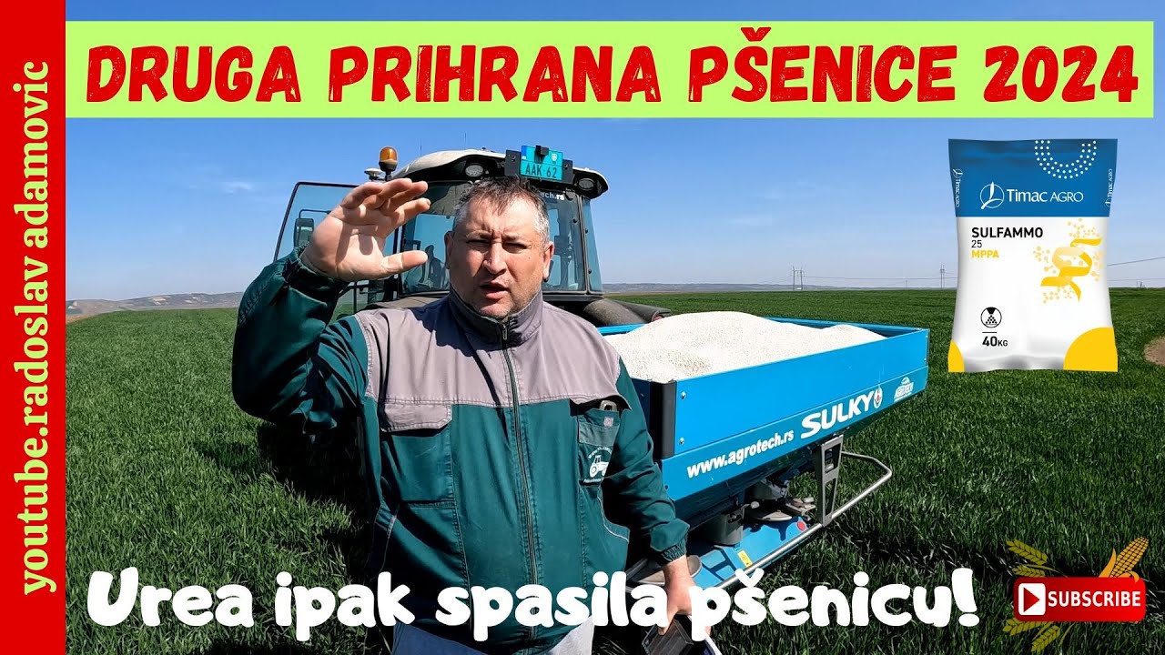 DRUGA PRIHRANA PŠENICE 2024: UREA IPAK SPASILA PŠENICU!; SECOND WHEAT NITROGEN FERTILIZATION IN 2024