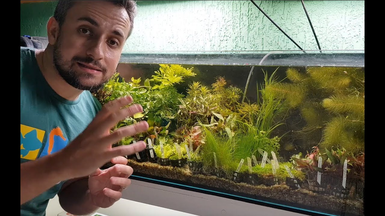 Aquário Plantado Passo a Passo (Episódio 4) - A Escolha das Plantas e o Plantio