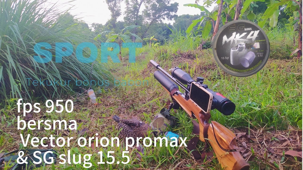 Hunting full tekukur bonus babon ayam hutan.