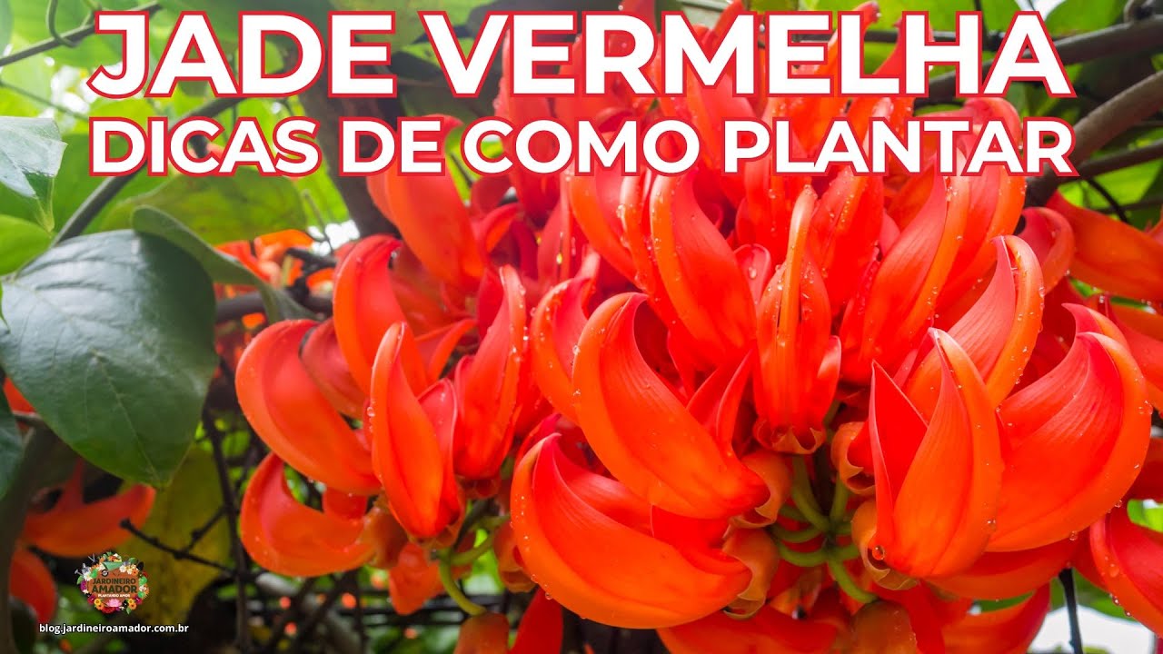 Jade Vermelha Trepadeira - Dicas de Como Plantar