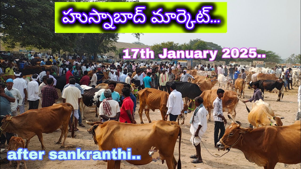 #market  ఈరోజు ధరలు ఎలా ఉన్నాయి! Husnabad market!!Friday #sureshagritalks