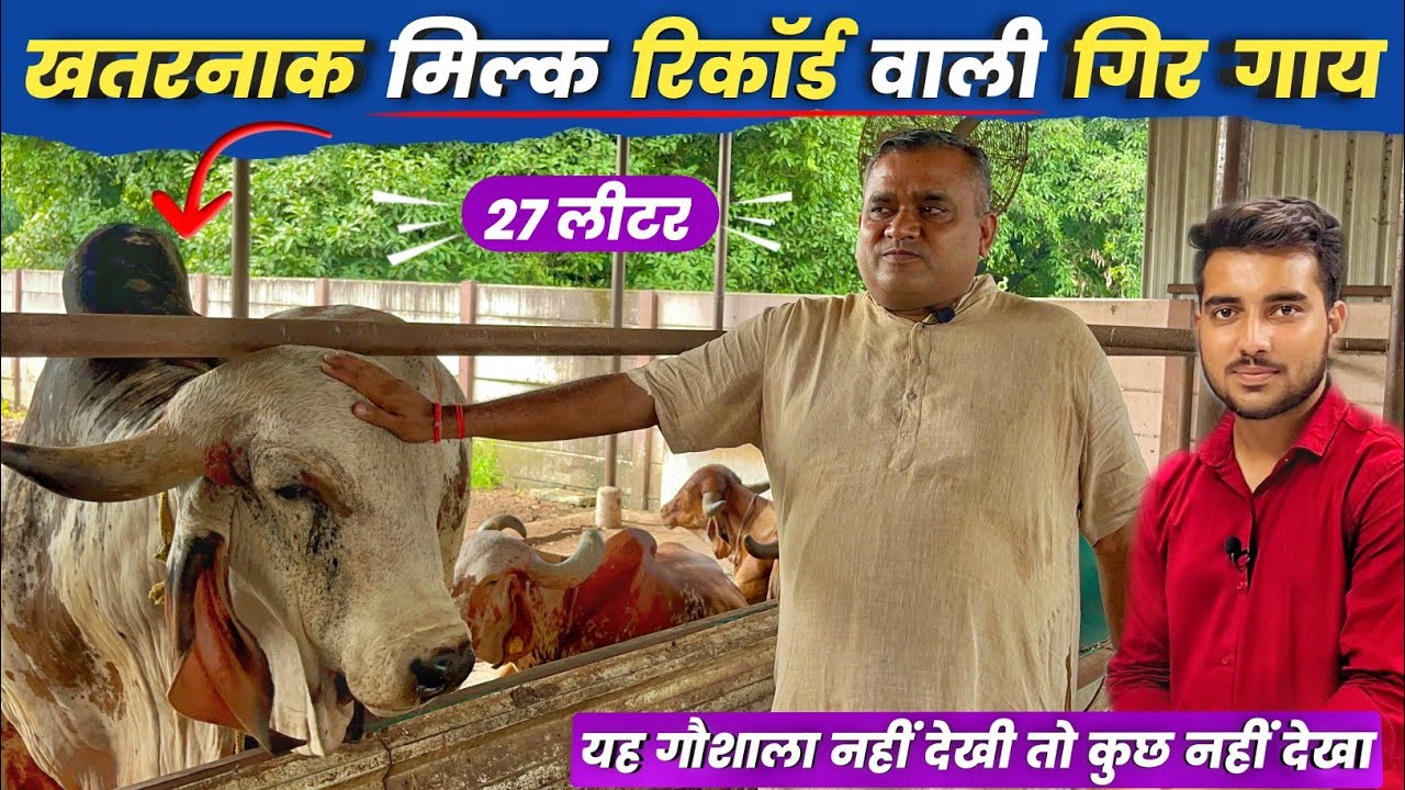 सूरत की गजब की सहजानंद गिर गौशाला | खतरनाक मिल्क रिकॉर्ड वाली गिर गाय और जबरदस्त गिर बुल👌